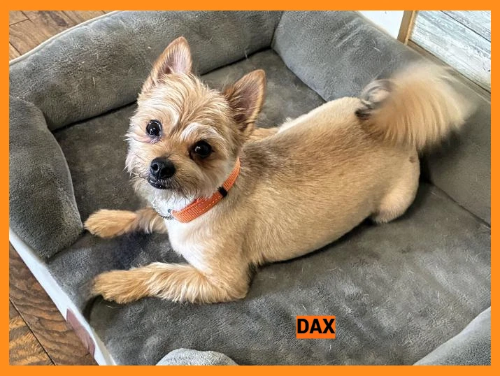 Dax