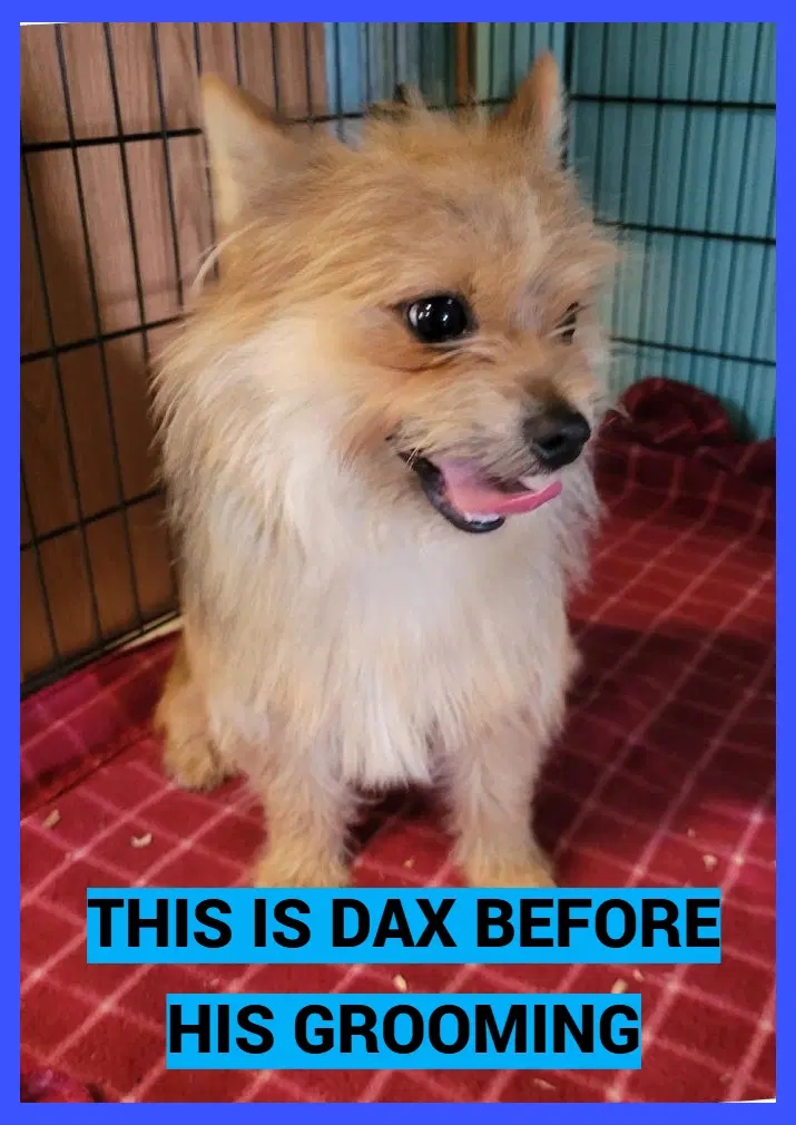 Dax image 3