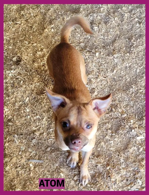 Atom - Chihuahua