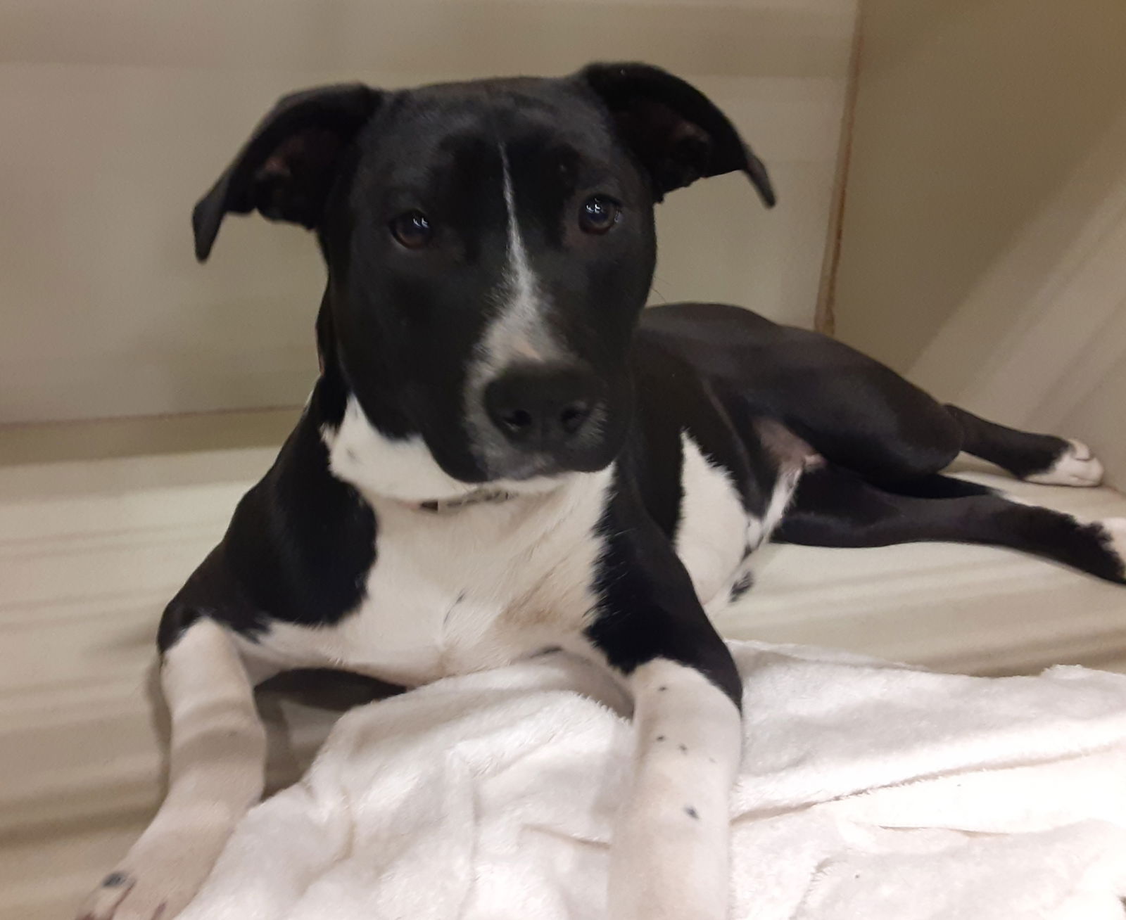 Dog for Adoption - Cora, a Terrier in Starke, FL | Alpha Paw