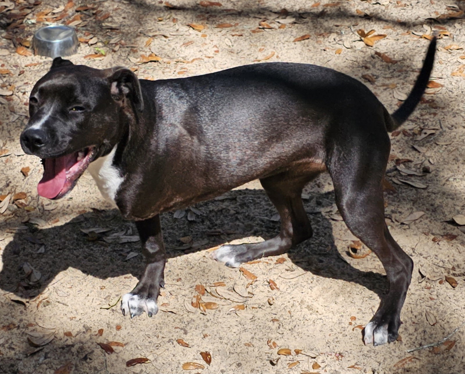 Dog for Adoption Delta, a Boxer in Palm Coast, FL Alpha Paw