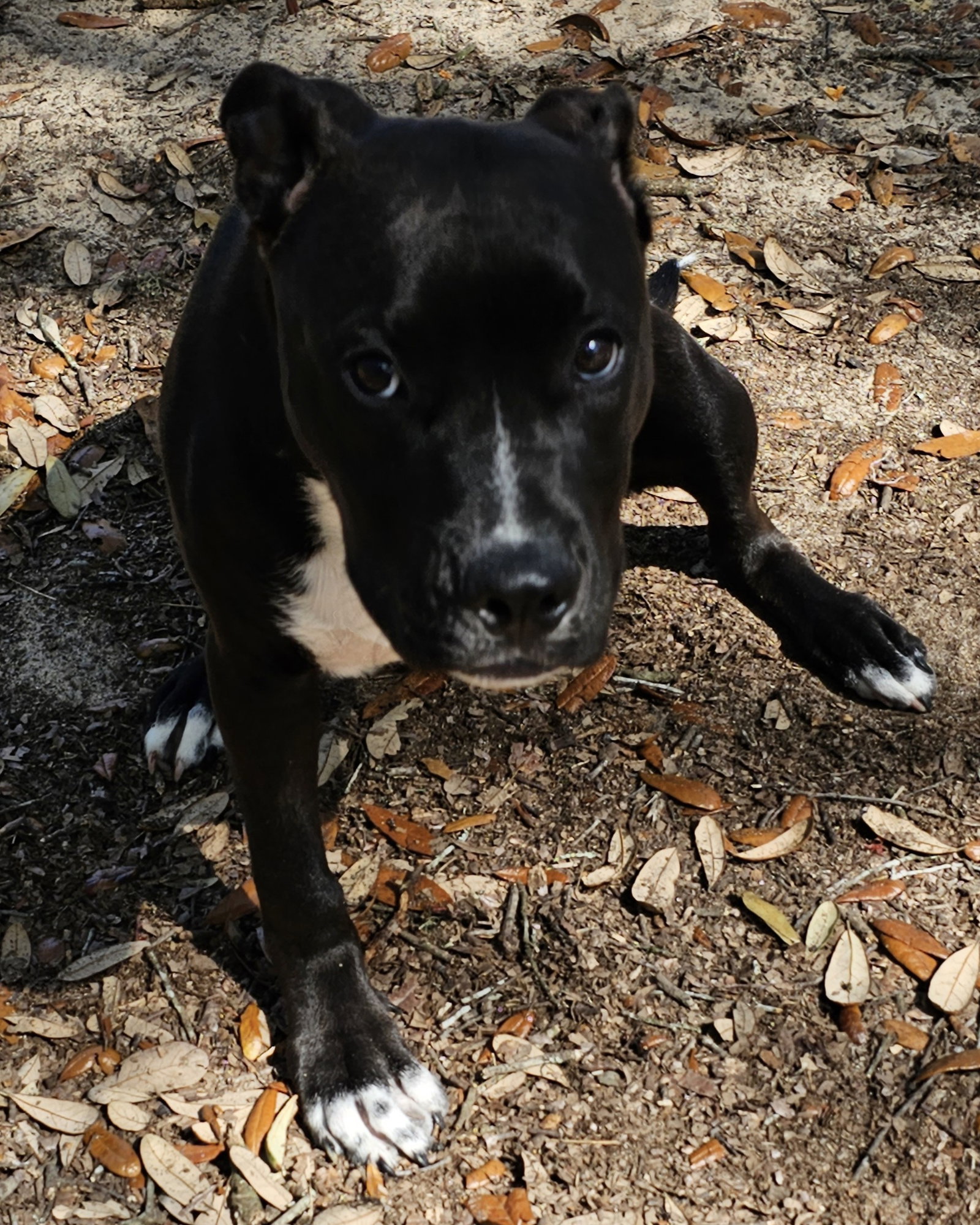 Dog for Adoption Delta, a Boxer in Palm Coast, FL Alpha Paw