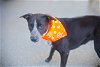 adoptable Dog in melrose, FL named Daisy