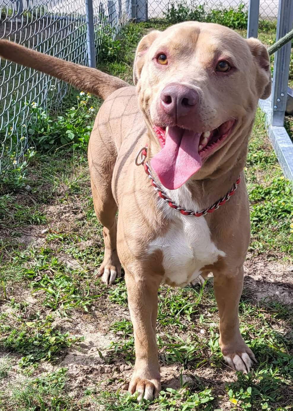 Dog for Adoption - Dr. Beige, a Pit Bull Terrier in East Palatka, FL ...