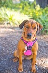 adoptable Dog in melrose, FL named Baby