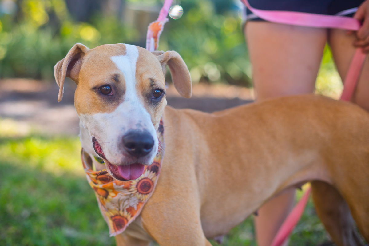 adoptable Dog in Melrose, FL named Honey