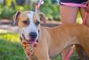 adoptable Dog in melrose, FL named Honey
