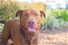 adoptable Dog in melrose, FL named Baxter 2