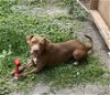 adoptable Dog in melrose, FL named Jane
