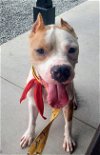 adoptable Dog in melrose, FL named Benny