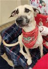 adoptable Dog in melrose, FL named Benji