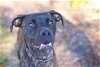 adoptable Dog in melrose, FL named Dude