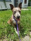 adoptable Dog in melrose, FL named Belle