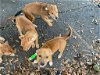 adoptable Dog in melrose, FL named Cur/Pit pups