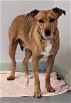 adoptable Dog in melrose, FL named Braelyn