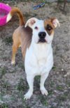 adoptable Dog in melrose, FL named Ella