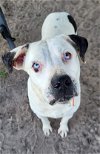 adoptable Dog in melrose, FL named Dixie