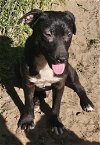 adoptable Dog in melrose, FL named BB