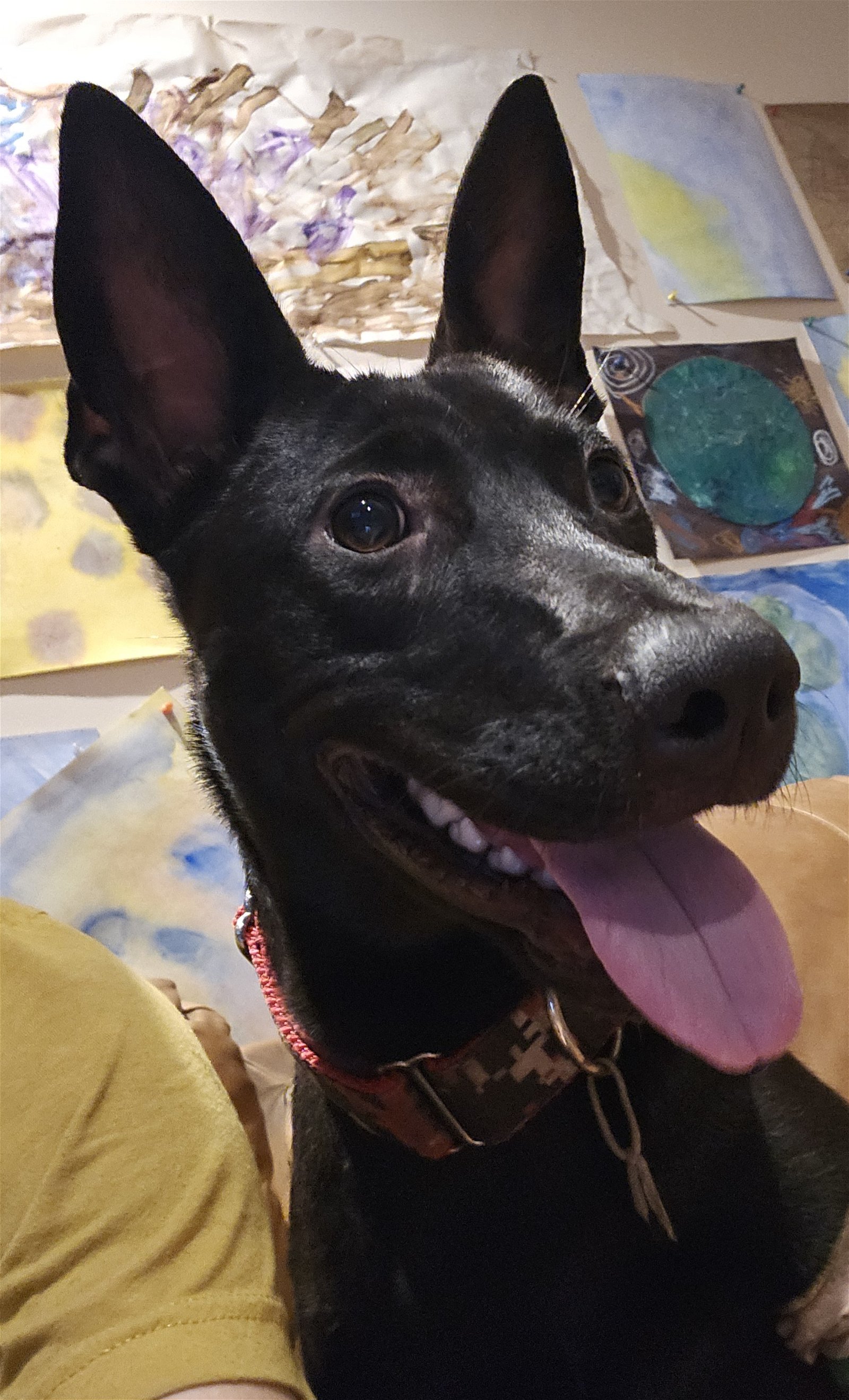 adoptable Dog in Melrose, FL named Samantha