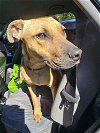 adoptable Dog in melrose, FL named King
