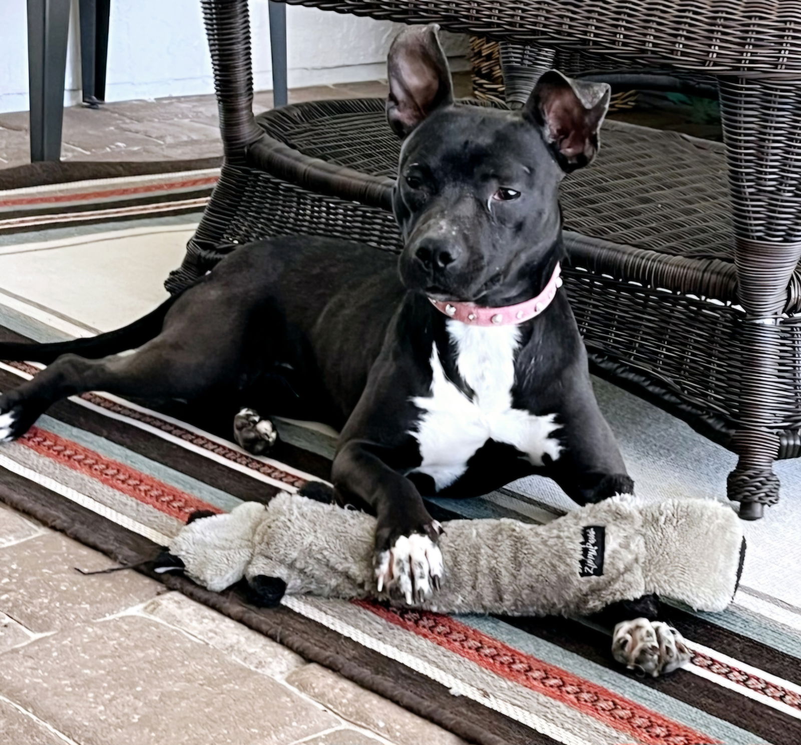 adoptable Dog in Melrose, FL named Smokey