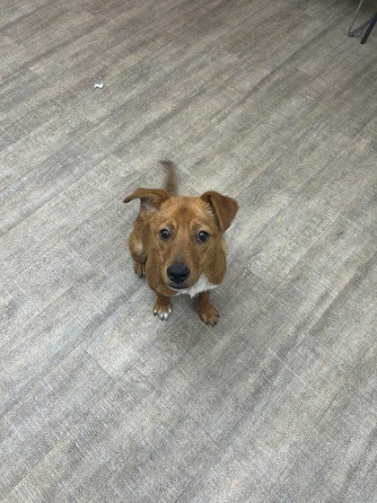 adoptable Dog in Melrose, FL named Waffle