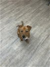 adoptable Dog in  named Waffle