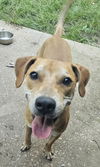 adoptable Dog in  named Chip