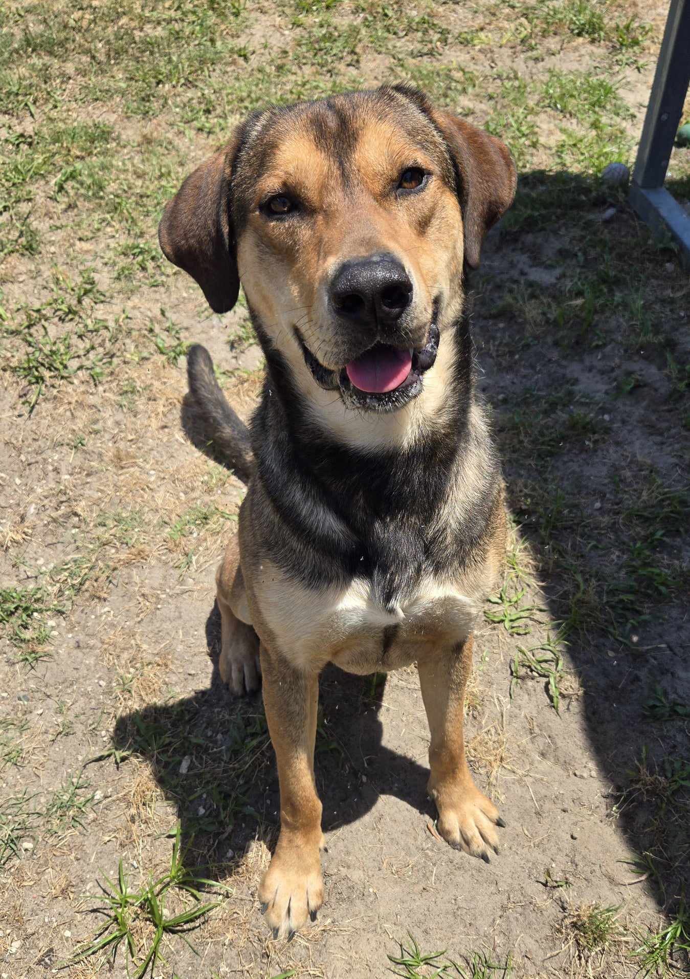 adoptable Dog in Melrose, FL named Rocco