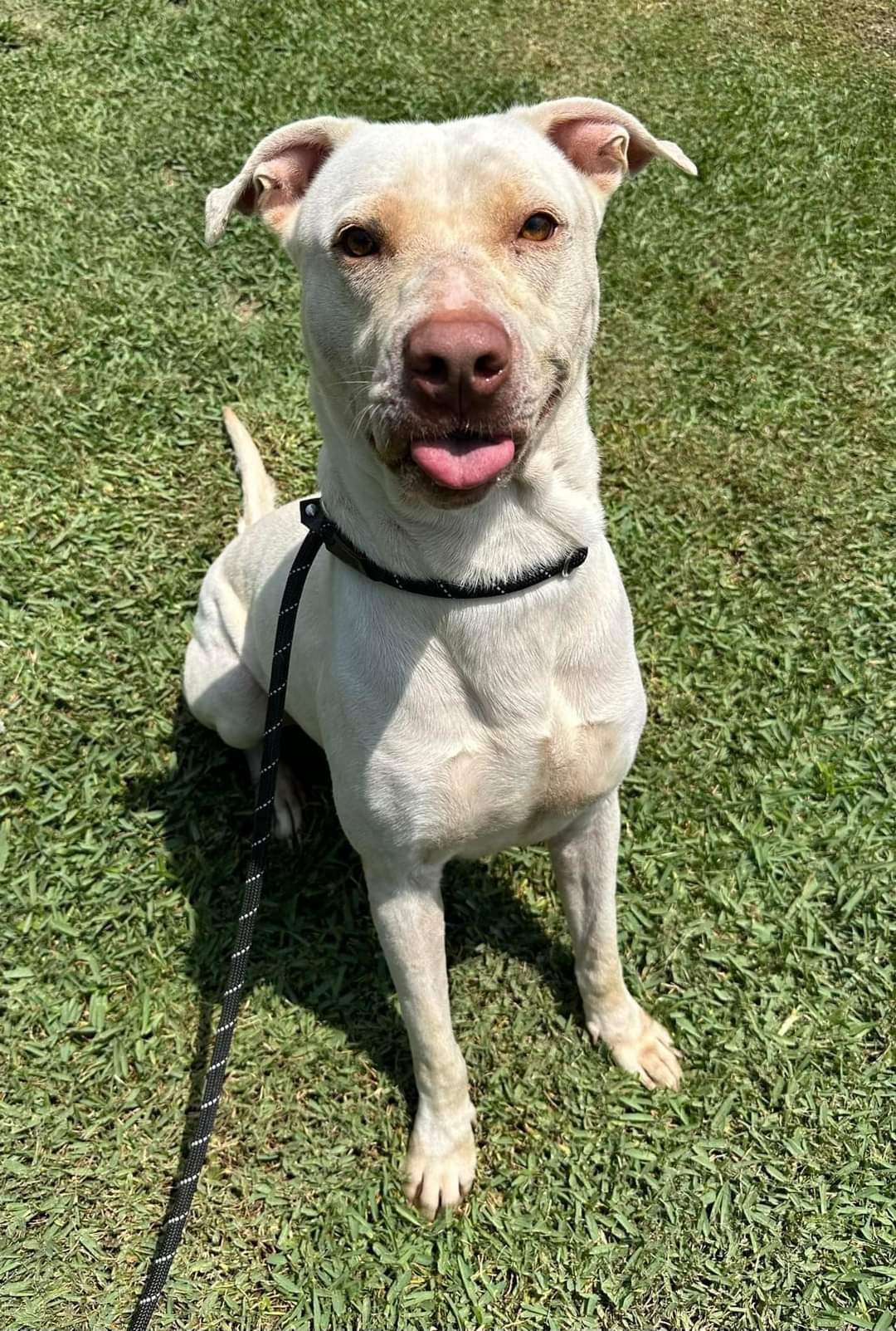 adoptable Dog in Melrose, FL named Brock