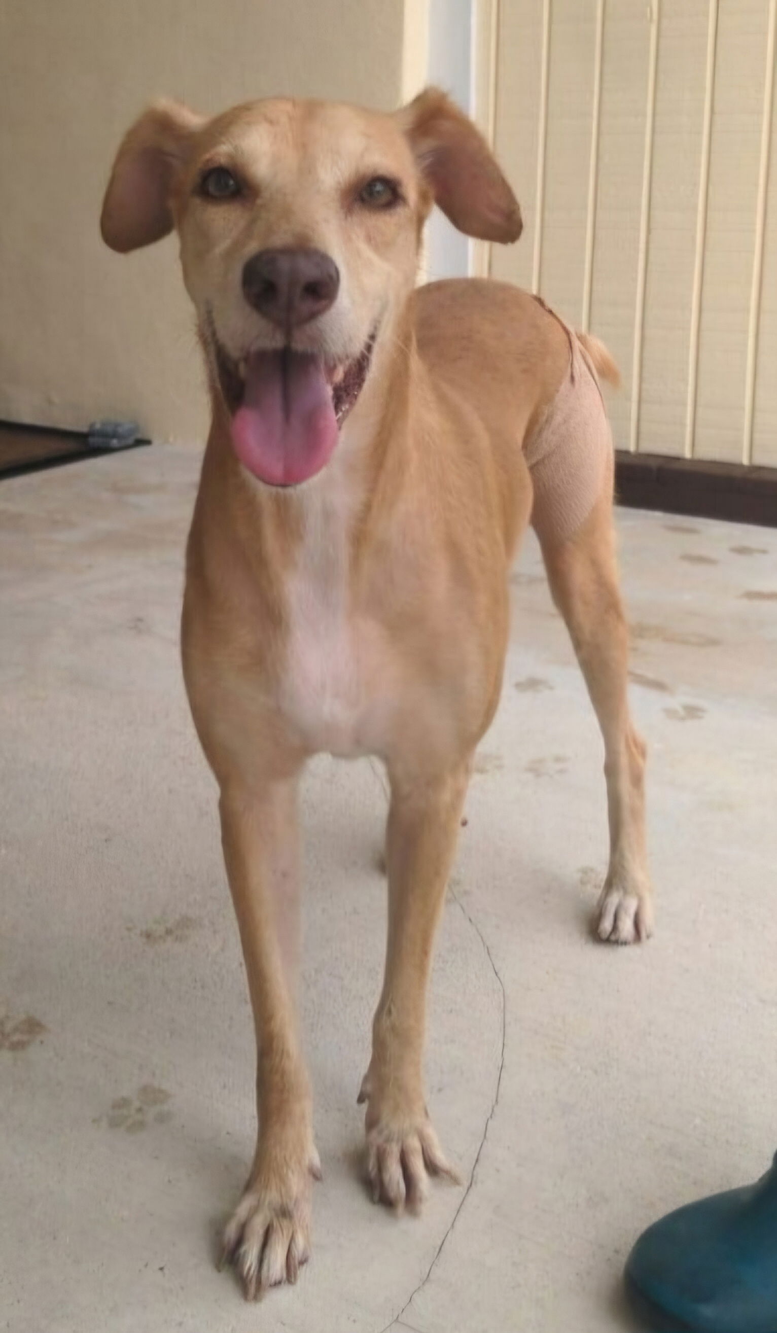 adoptable Dog in Melrose, FL named Lima