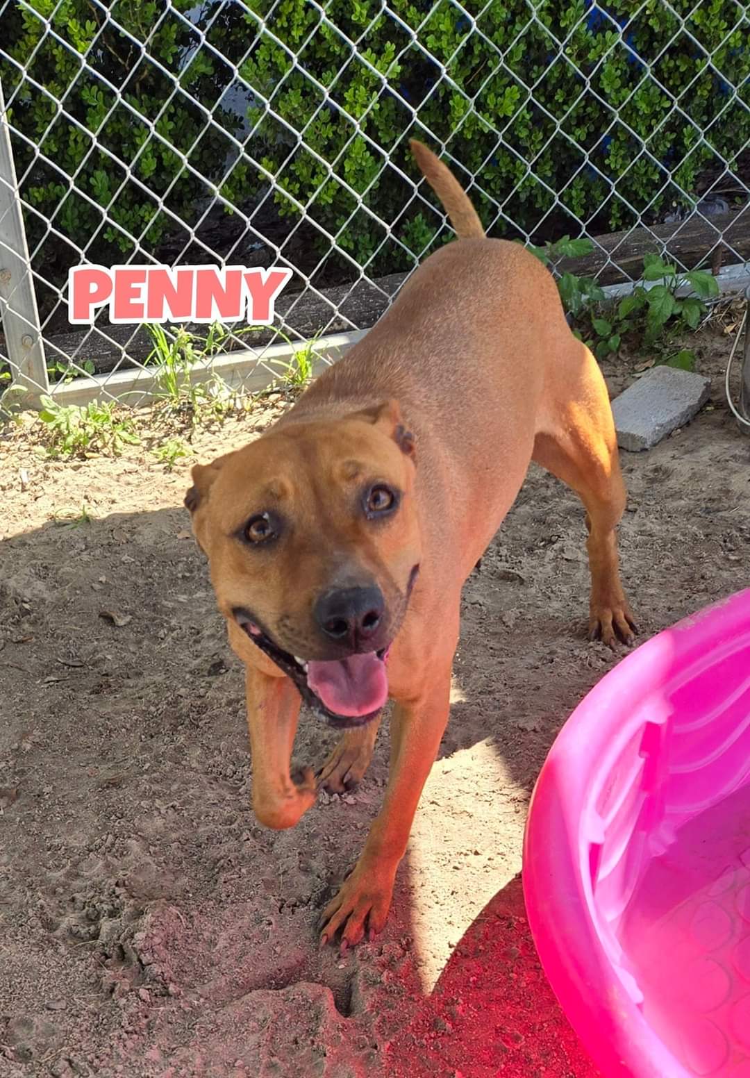 adoptable Dog in Melrose, FL named Penny