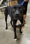 adoptable Dog in melrose, FL named Tarz