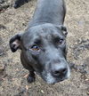 adoptable Dog in  named Catherine