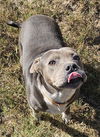 adoptable Dog in Melrose, FL named Dutch