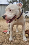 adoptable Dog in  named Hughes