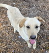 adoptable Dog in Melrose, FL named Clive