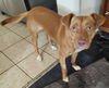 adoptable Dog in Melrose, FL named Gator