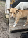 adoptable Dog in melrose, FL named Stevie