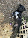adoptable Dog in  named Jack