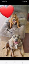 adoptable Dog in  named Boss and Junior