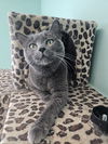 adoptable Cat in melrose, FL named Zuri