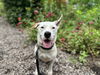 adoptable Dog in  named Dash