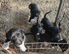 adoptable Dog in  named Water Litter