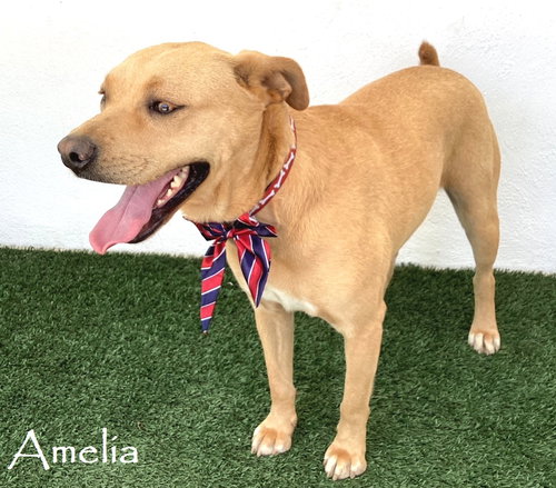 AMELIA - Labrador Retriever / Redbone Coonhound available for adoption