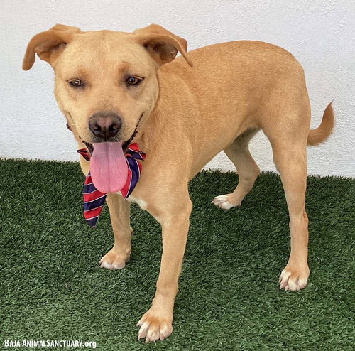AMELIA - Labrador Retriever / Redbone Coonhound available for adoption