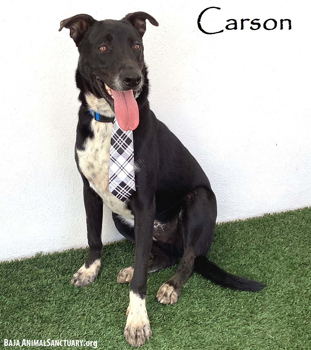 adoptable Dog in San Diego, CA named Carson