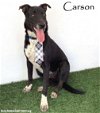 adoptable Dog in  named Carson