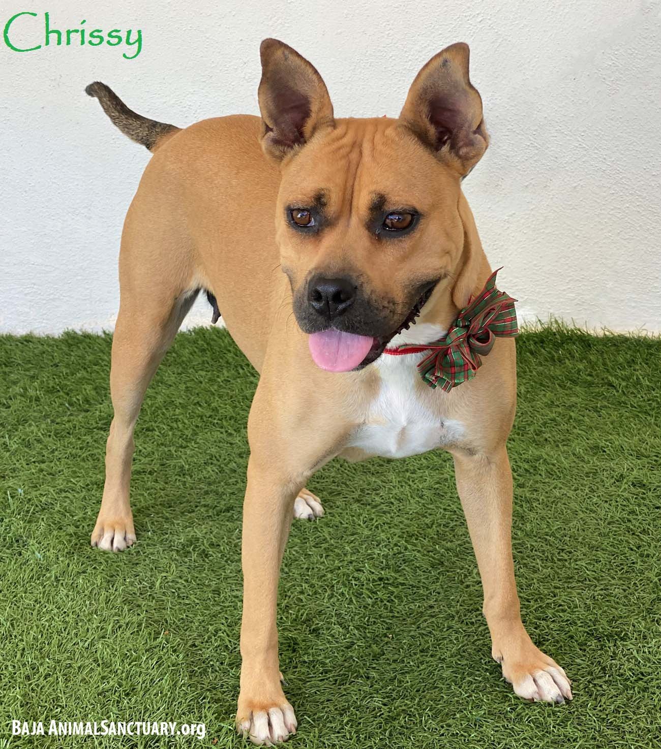 adoptable Dog in San Diego, CA named Chrissy