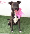 adoptable Dog in San Diego, CA named Erin